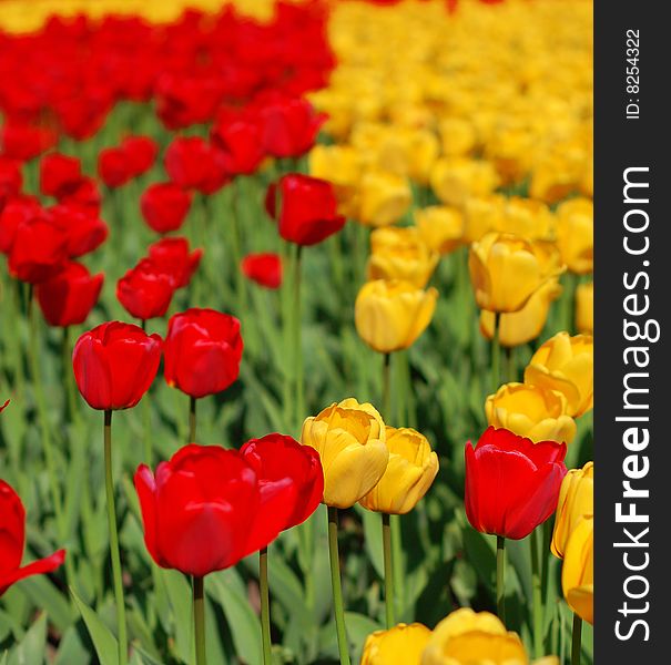 Yellow and red tulips