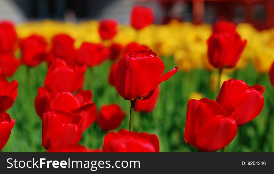 Yellow and red tulips