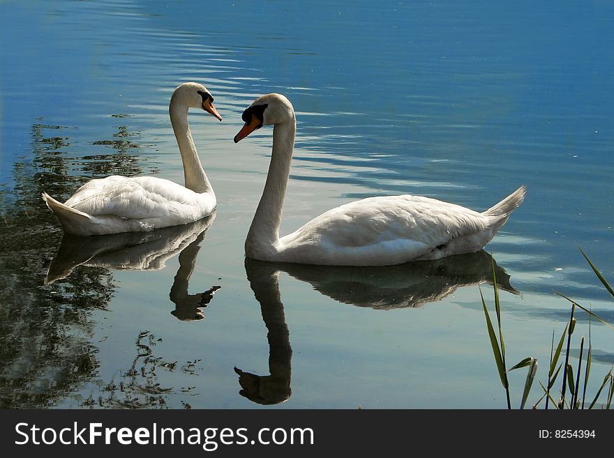 Pair of swans in the lake blue