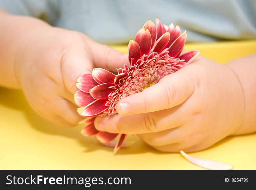 Close-up of red gerber in baby's hands. Close-up of red gerber in baby's hands