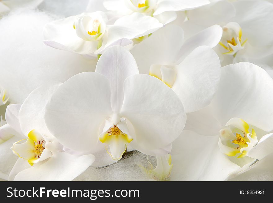 Close up of a white orchid flowers