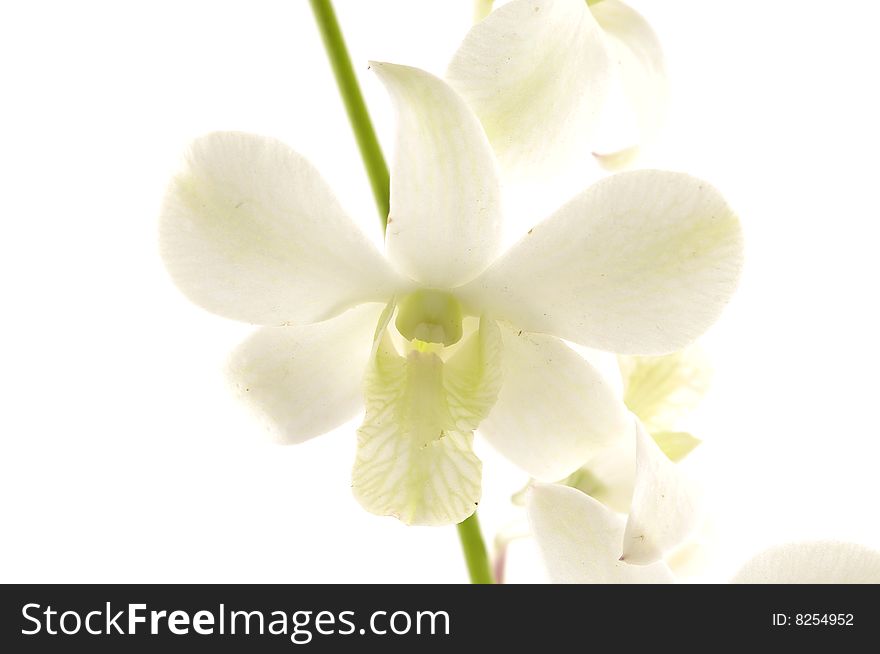 Beautiful orchid flower macro over white with space for text