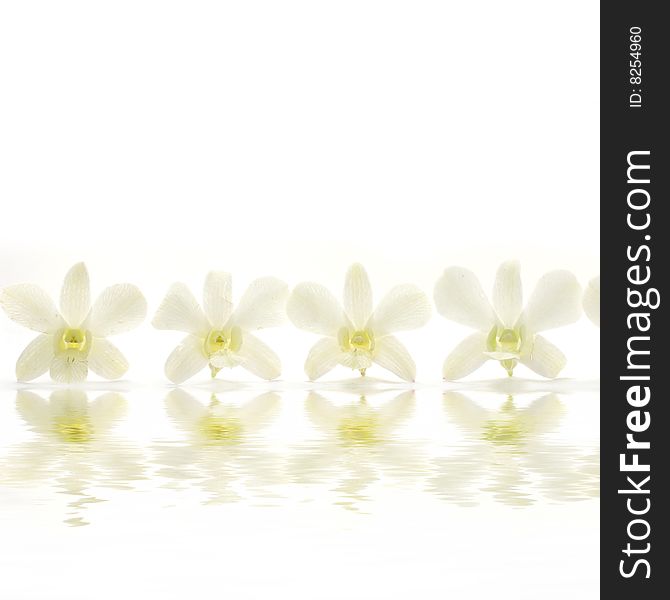 A row of white orchid with reflection