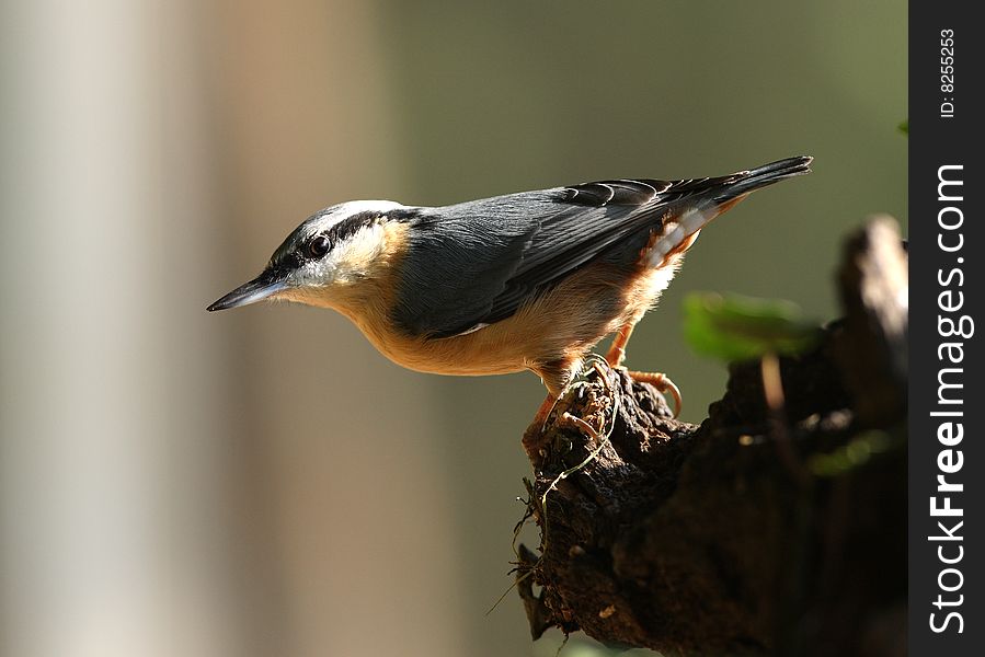 Nuthatch on an old tree stump
