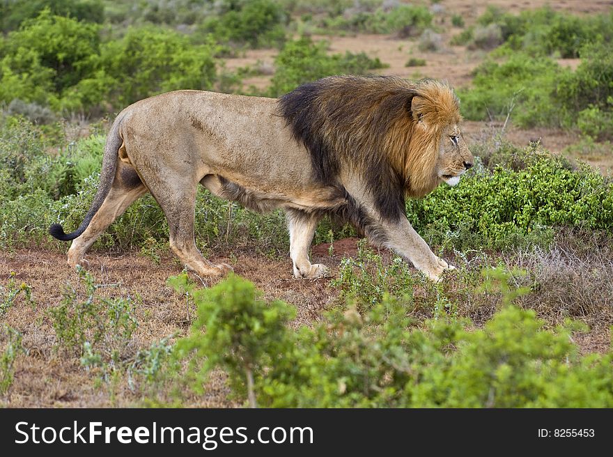 A large Male Lion walks the boundary of his territory. A large Male Lion walks the boundary of his territory