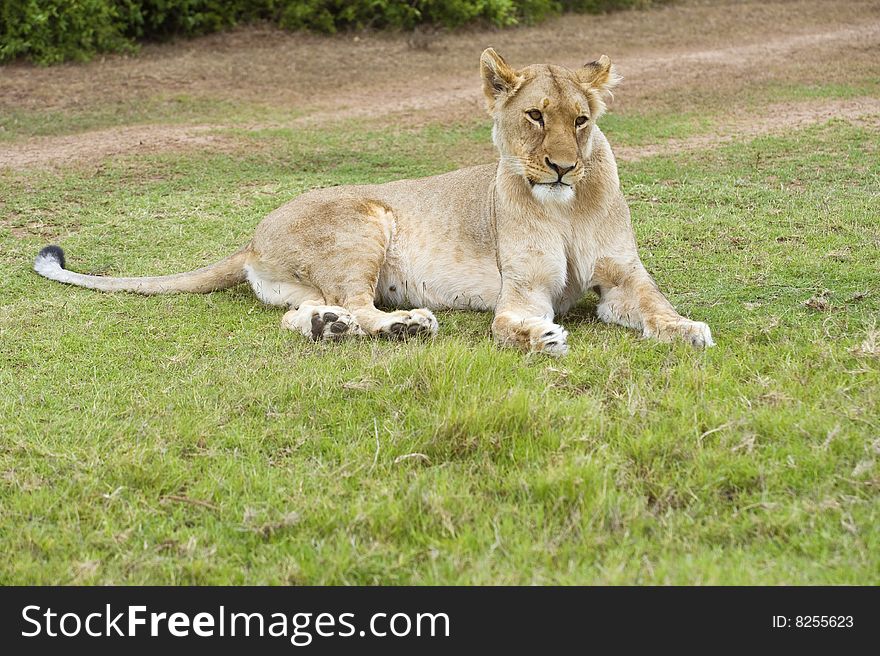 Relaxed Lioness