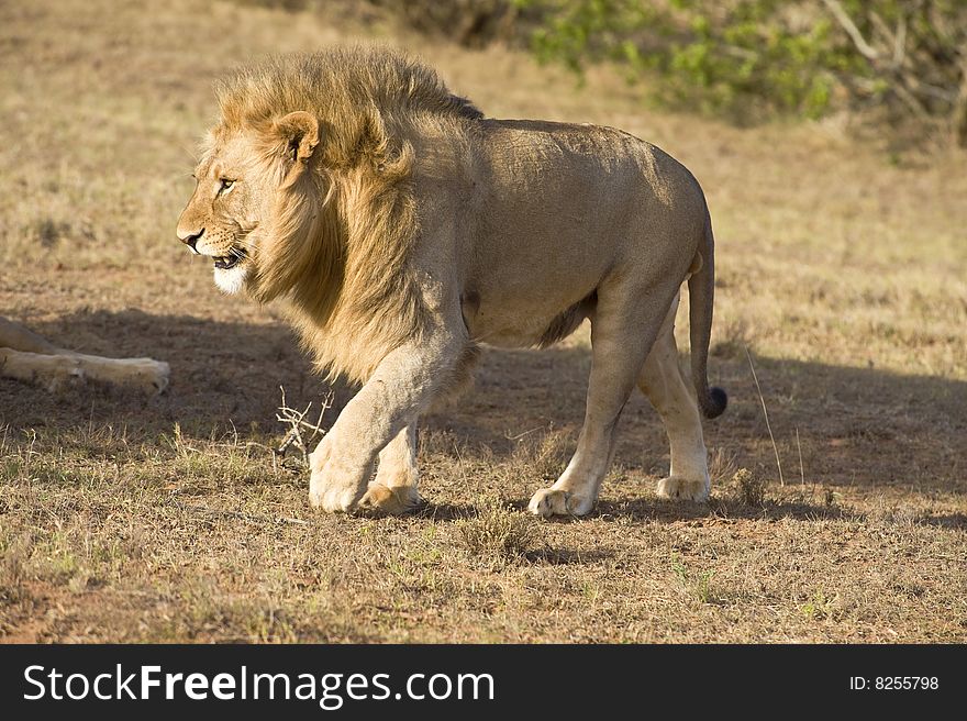 A young Male Lion walks near the vehicle. A young Male Lion walks near the vehicle