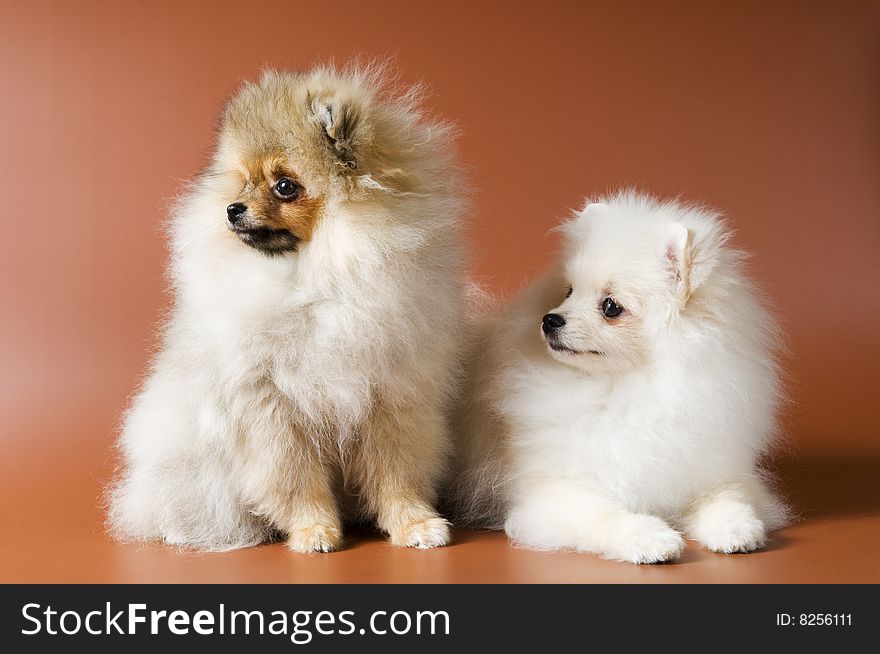 Two puppies of breed a spitz-dog in studio