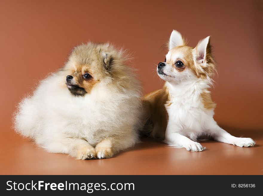 Puppies of a spitz-dog and сhihuahua in studio