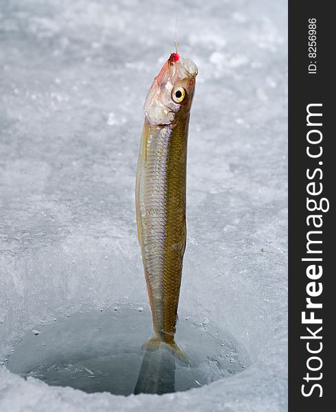 A close-up of the fish on hook in hole in ice. A winter fishing of a smelt. A close-up of the fish on hook in hole in ice. A winter fishing of a smelt.