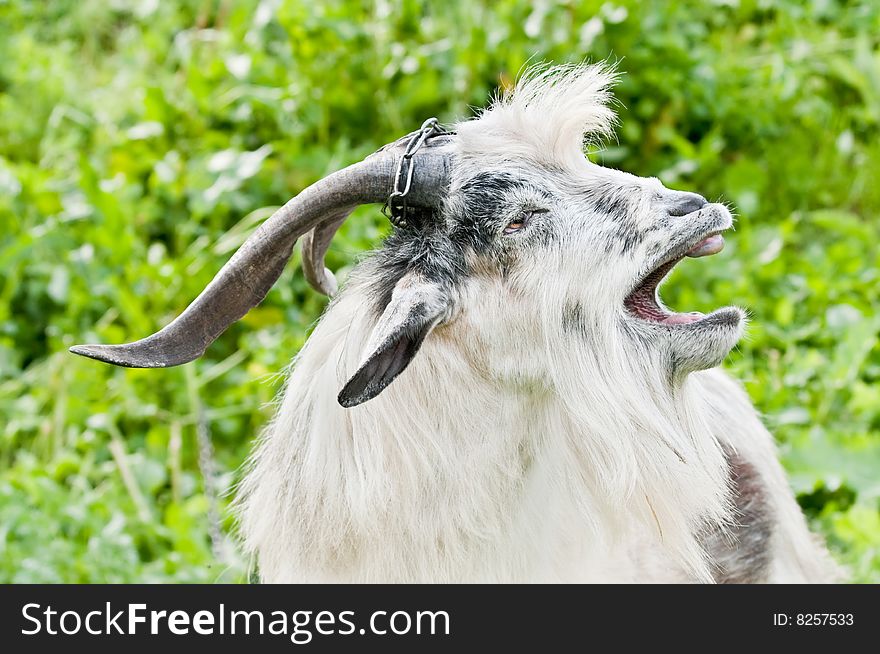 Domestic goat with open mouth at meadow