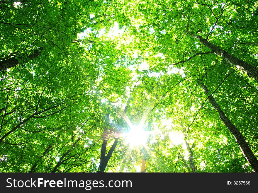 Green forest  background in sunny day. Green forest  background in sunny day