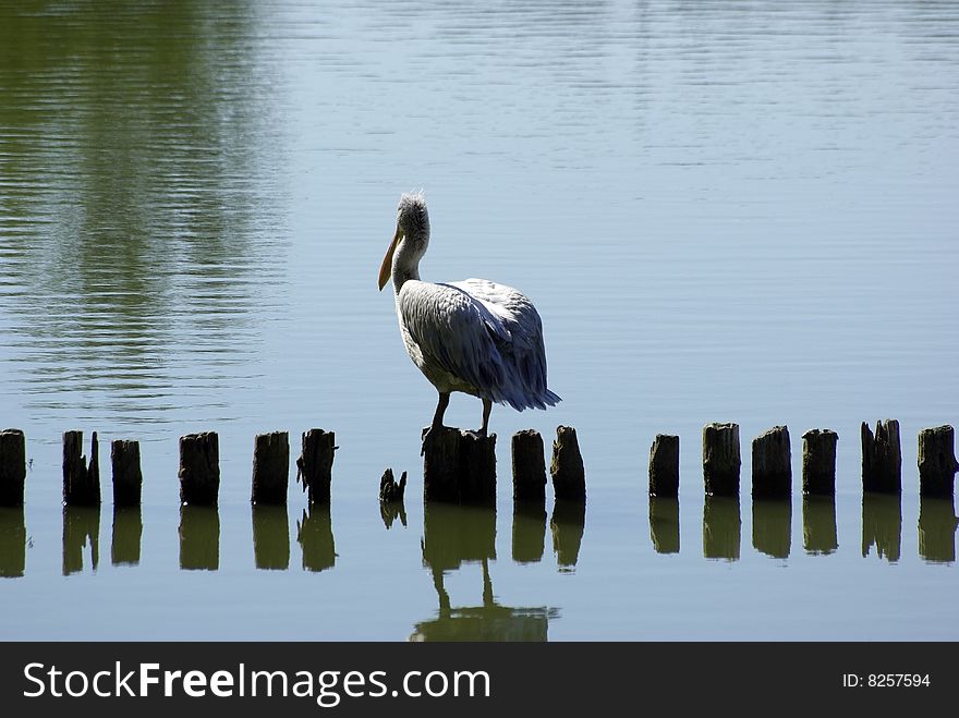 Pelican On Wooden Post.