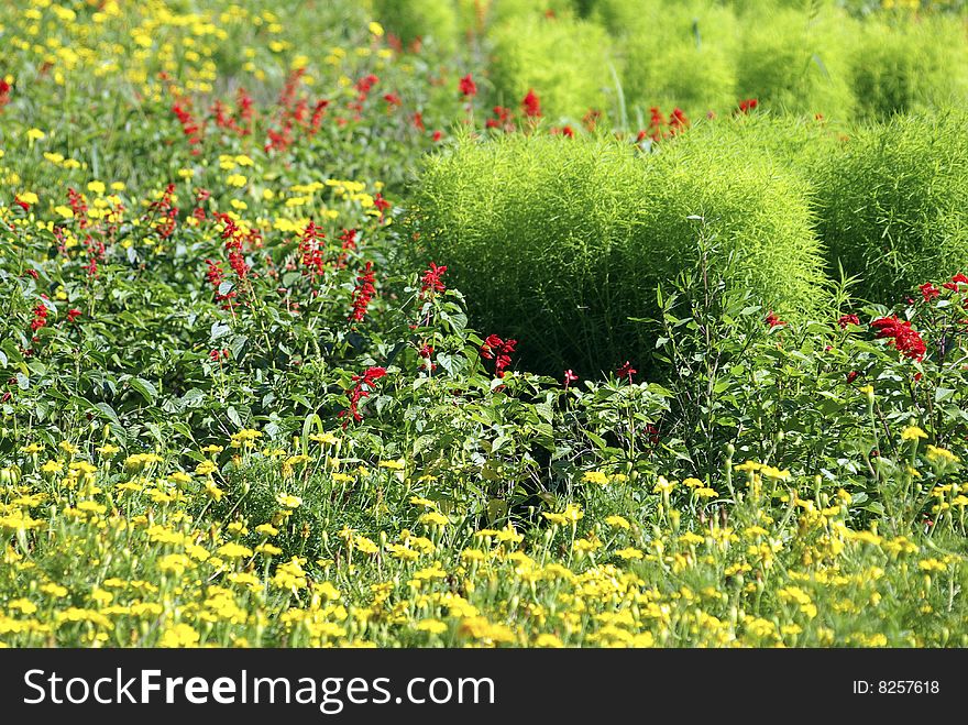 Garden Background.