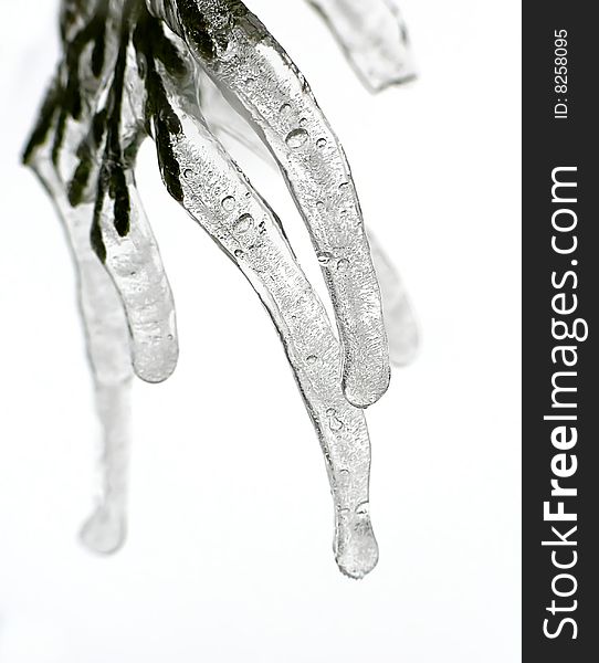 Icicles on twig and white background