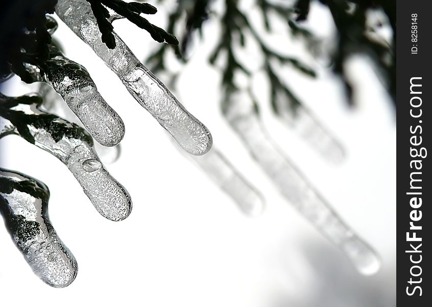 Icicles on twig and white background