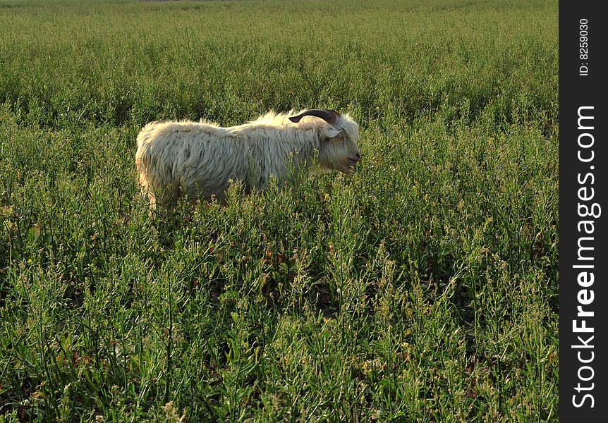 In the wild goat eat grass