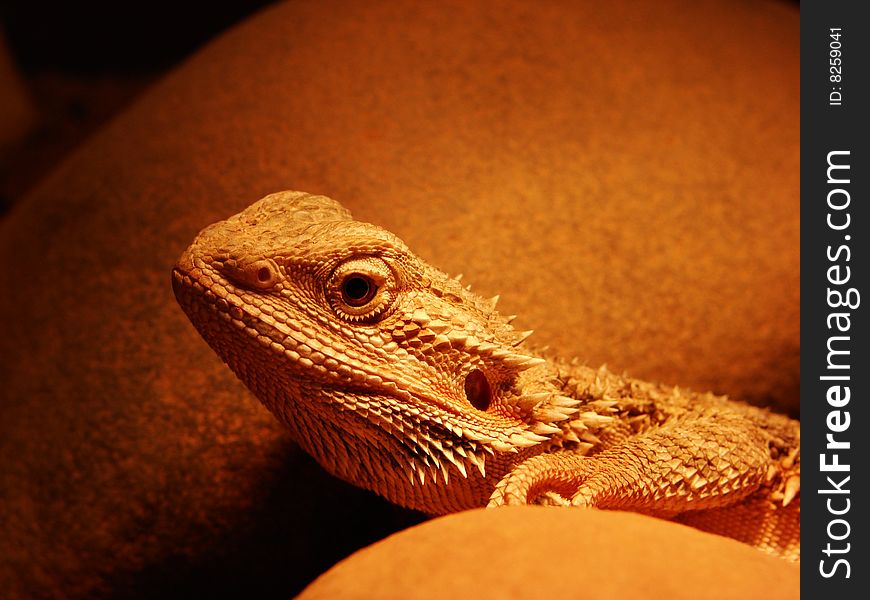 Lizard sits on a stone