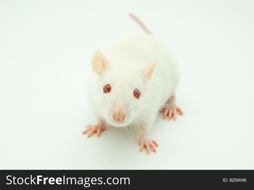 White rat isolated on a white background