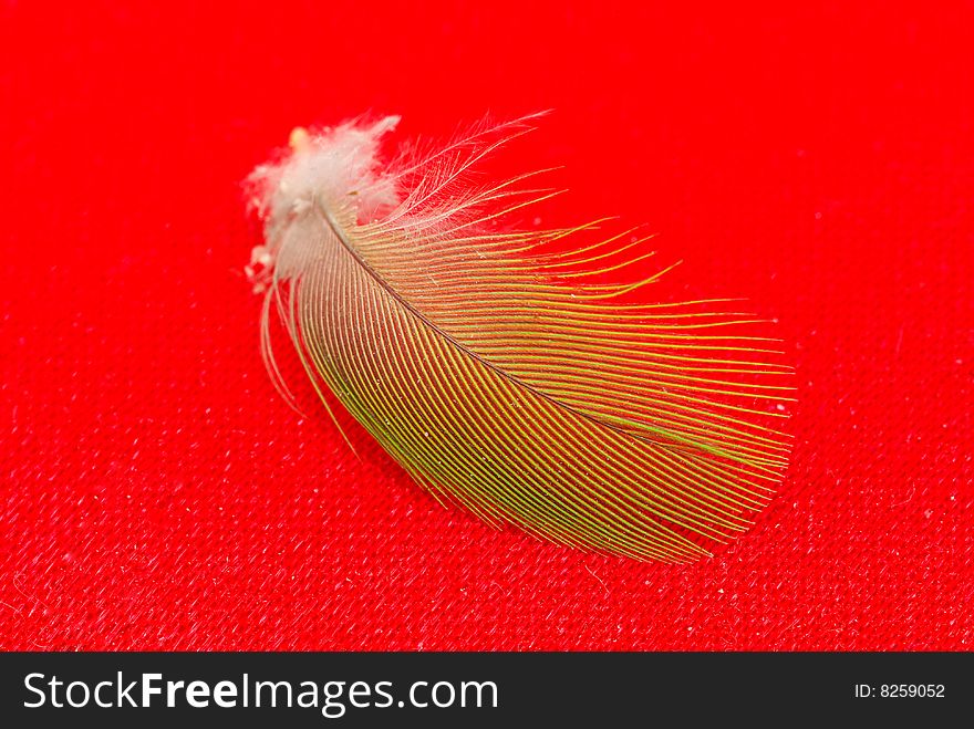 Feather isolated on red background