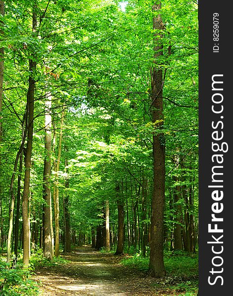 Path in summer green forest