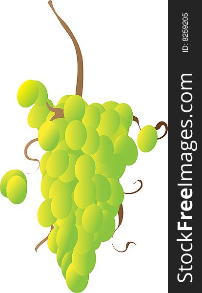Vector image drawing of green grapes on a vine