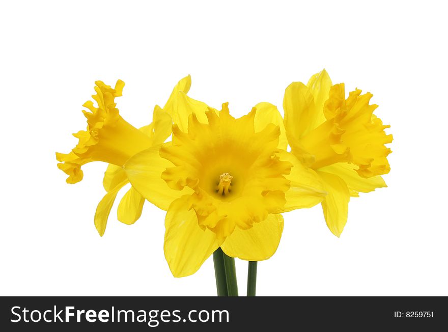 Three daffodil flowers isolated on white. Three daffodil flowers isolated on white