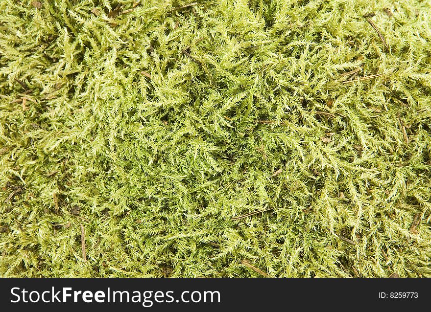 Background of green natural moss