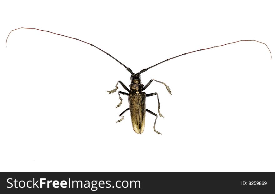 Capricorn beetle isolated on white