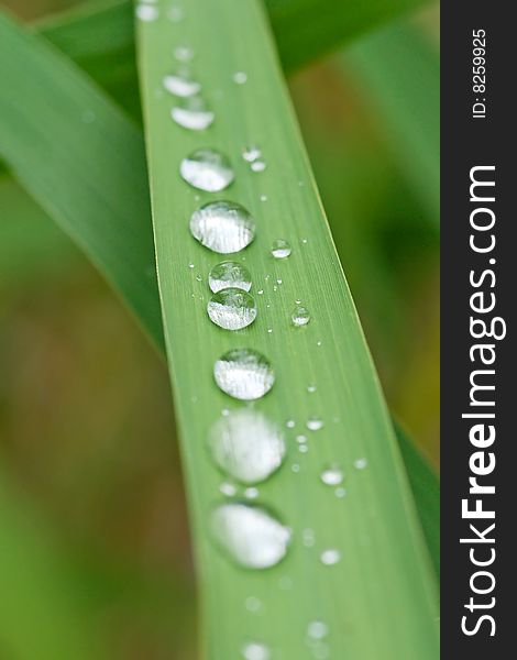 Rain drops on grass leaf