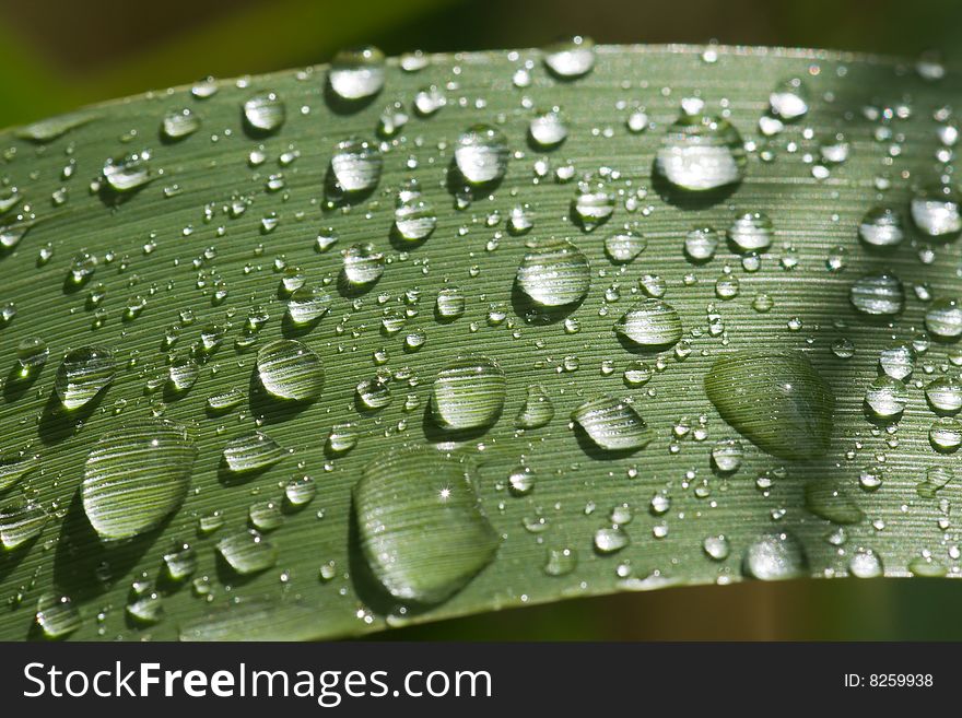 Rain drops on grass leaf