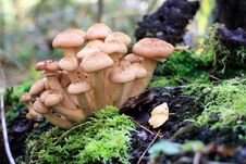 Mushrooms Royalty Free Stock Image Mushrooms Royalty Free Stock Image