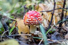 Mushrooms Royalty Free Stock Photo Mushrooms Royalty Free Stock Photo