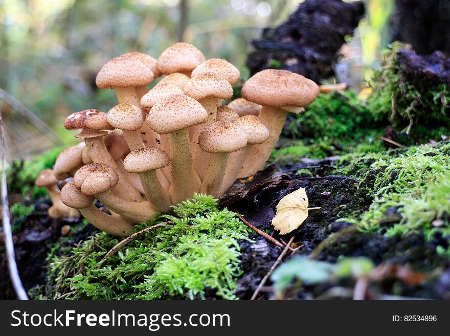 Autumn time in the forest and mushrooms