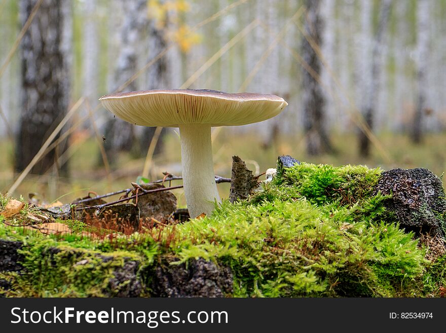 One mushroom on wood tree stump in autumn. One mushroom on wood tree stump in autumn