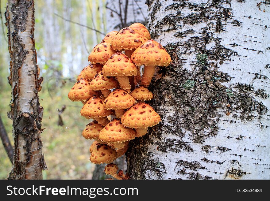 False Armillaria