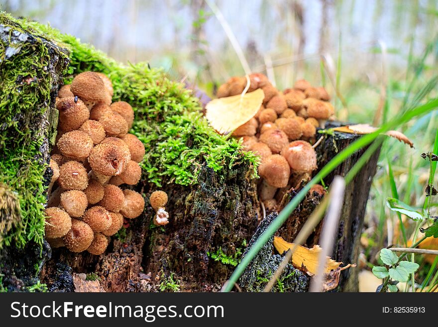 A big family of mushrooms on the same tree stump. A big family of mushrooms on the same tree stump