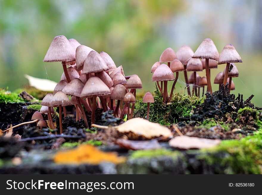 Many poisonous mushrooms on the same tree stump