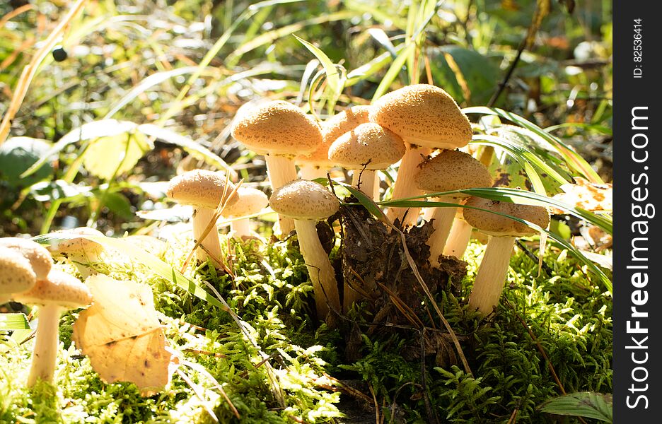 Mushrooms in the sun