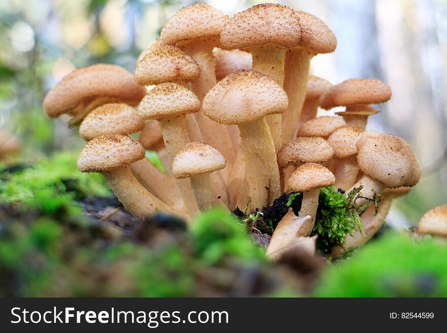 A group of mushrooms growing on a stump. A group of mushrooms growing on a stump