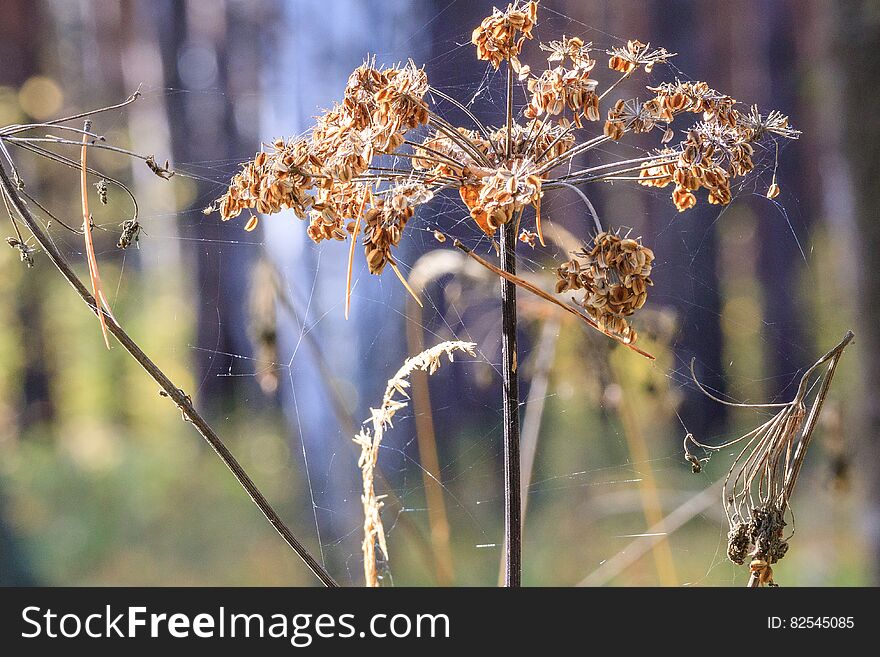 Dry plant entangled in a web of. Dry plant entangled in a web of