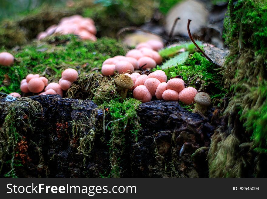 Group pink mushrooms on a stump in the forest