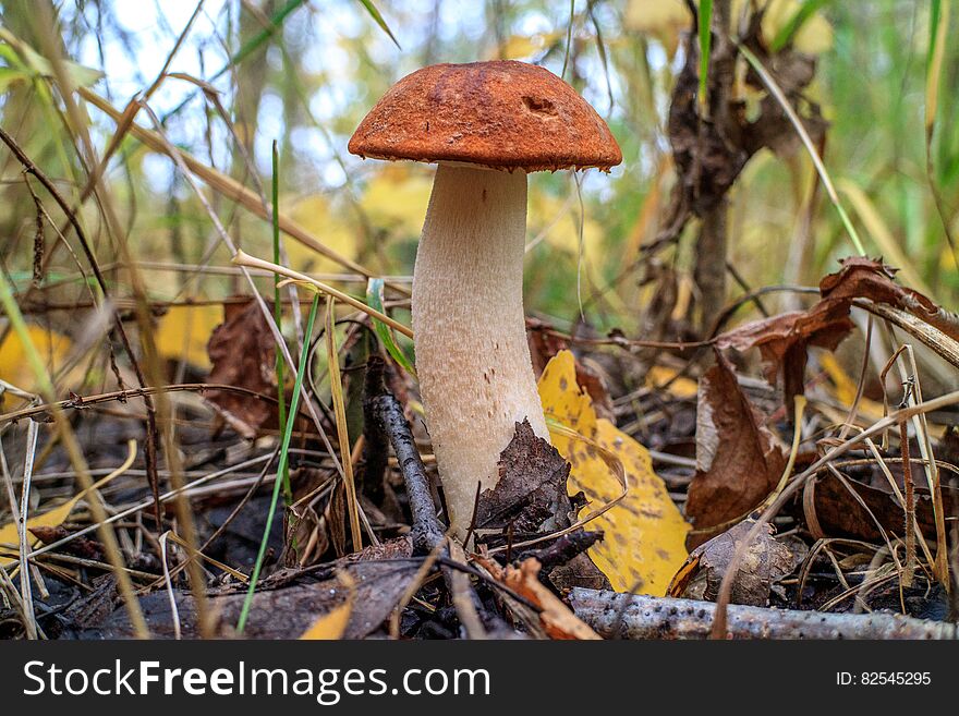 Beautiful and tasty mushroom growing in the forest. Beautiful and tasty mushroom growing in the forest