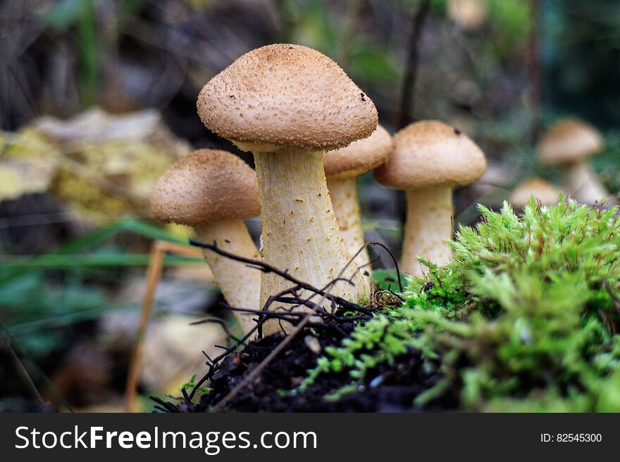 A Group Of Mushrooms