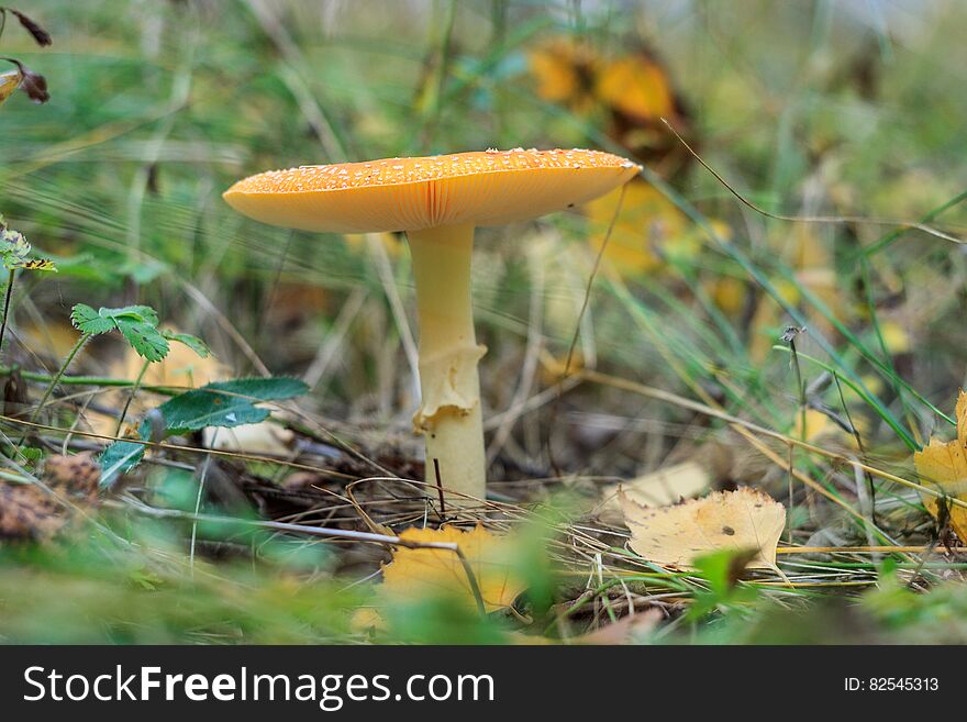 A lone mushroom growing in the forest. A lone mushroom growing in the forest