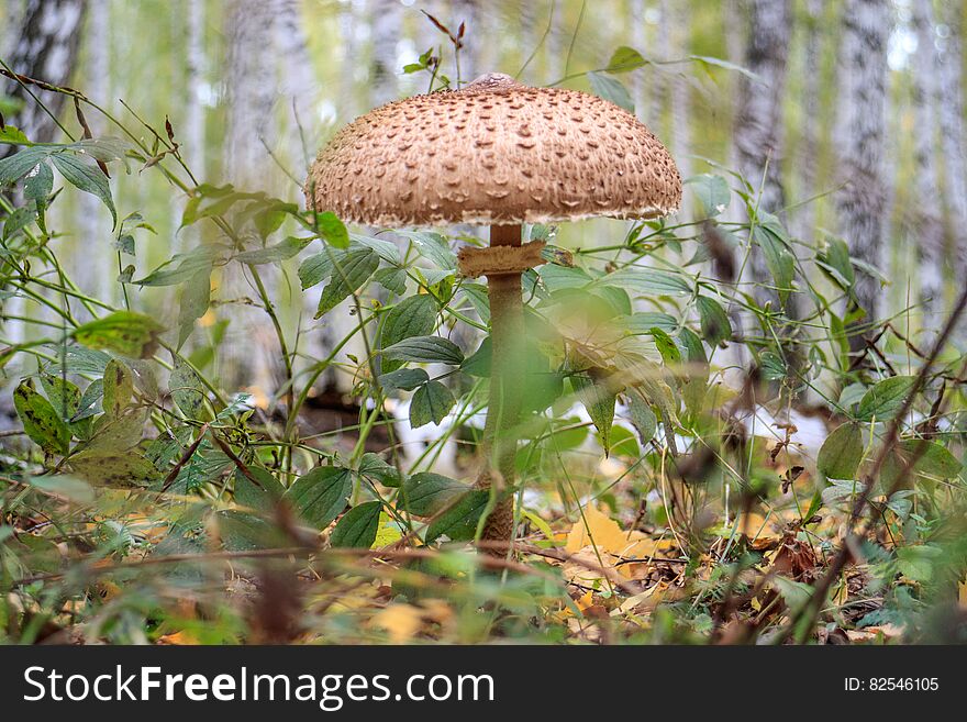 Gray poisonous mushroom in the grass. Gray poisonous mushroom in the grass