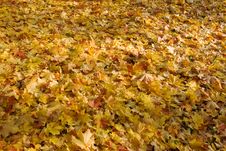 Fallen Leaves Stock Photos Fallen Leaves Stock Photos