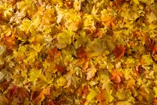 Fallen Leaves Royalty Free Stock Images Fallen Leaves Royalty Free Stock Images
