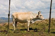 White Bull Royalty Free Stock Photography White Bull Royalty Free Stock Photography