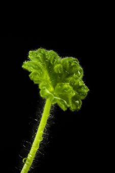 Geranium Leaf Royalty Free Stock Image
